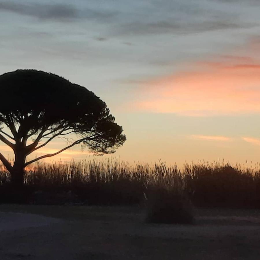 Le Mas De Mon Pere Saintes-Maries-de-la-Mer Buitenkant foto